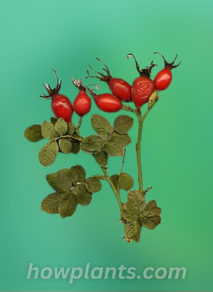 what are rose hips