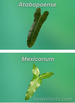 philodendron atabapoense vs mexicanum