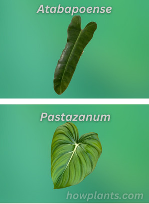 philodendron atabapoense vs pastazanum