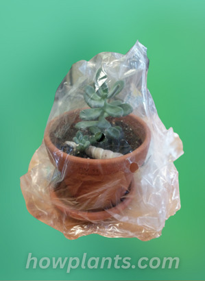 plant wrapped with the plastic wrap