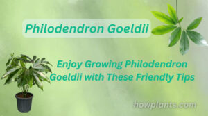 Enjoy Growing Philodendron Goeldii with These Friendly Tips
