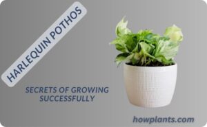 harlequin pothos secrets of growing successfully