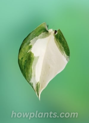 leaf of harlequin pothos