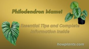 philodendron mamei essential tips and complete information inside