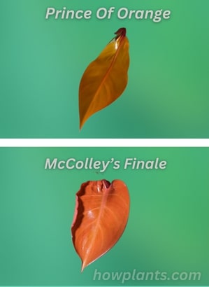 philodendron mccolleys finale vs. prince of orange