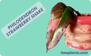philodendron strawberry shake 1
