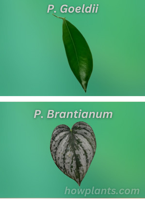 philodendron goeldii vs philodendron brantianum