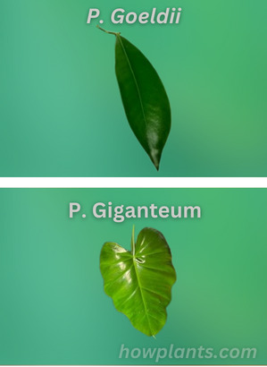 philodendron goeldii vs philodendron giganteum