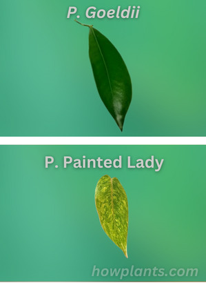 philodendron goeldii vs philodendron painted lady
