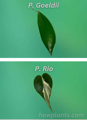 Philodendron goeldii VS Philodendron Rio