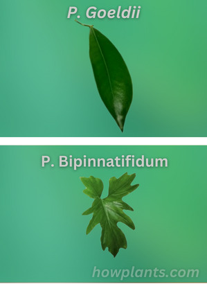 philodendron goeldii vs philodendron bipinnatifidum