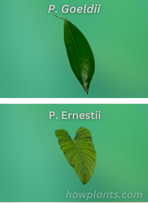 Philodendron goeldii VS philodendron ernestii
