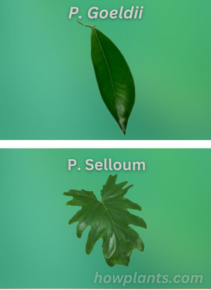 Philodendron goeldii VS philodendron selloum