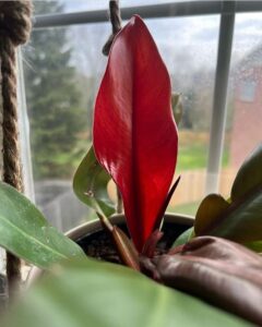 pic of philodendron tricolor placed on window