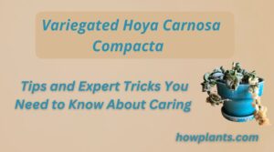 Tips and Expert Tricks You Need to Know About Caring for the Variegated Hoya Carnosa Compacta!