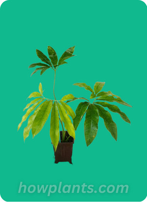 what is philodendron goeldii