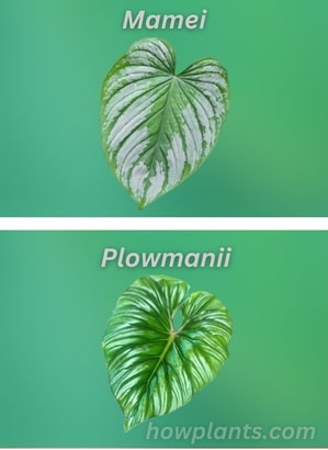 philodendron mamei vs plowmanii
